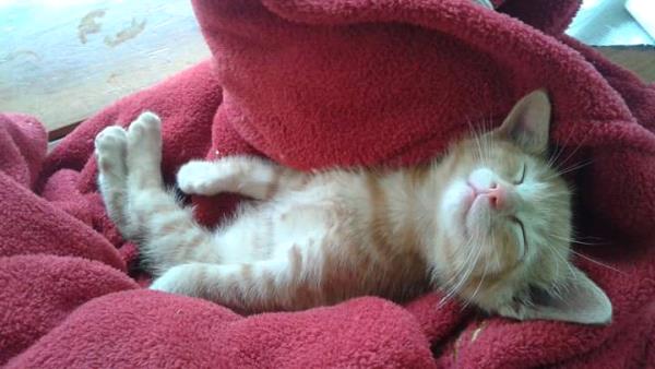 /images/uploads/griffin pond animal shelter/loveyourpet2018/entries/6545thumb.jpg